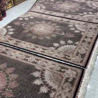 دو جفت ماهی ترنج خرشیدی ۴۰ماهه