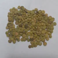 عدس مغان