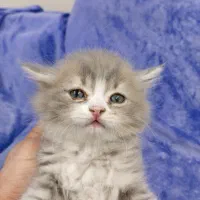 واگذاری گربه