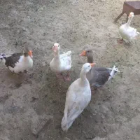 فروش غاز