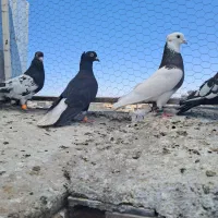 کفتر بوم رنگه
