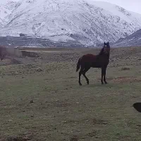 کره اسب نریان کرد درشوری