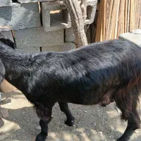 گوسفند