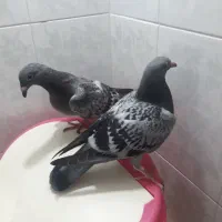 کبوترجوجه المانی