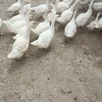 غاز