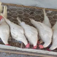 مرغ سفیدتخم گذار