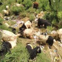 بز نر وماده