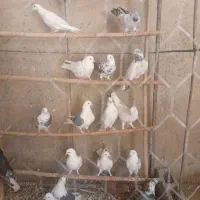 کفتر|پرنده|ملارد, |دیوار