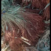 جارو سرخ فله