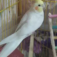 عروس هلندی