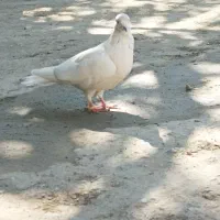 کبوتر