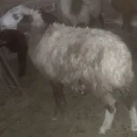 میش