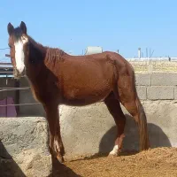 عرب