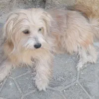 سگ پاکوتاه شناسنامه دار خانگی وحرف گوش کن