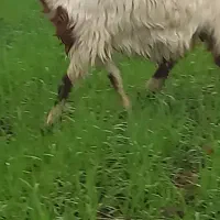 بزماده|حیوانات مزرعه|خان ببین, |دیوار