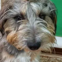 واگذاری رایگان سگ نژاد اصیل ایریش وولف هوند