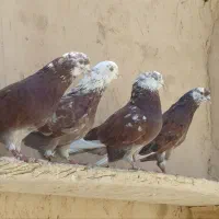 کفتر سرخ