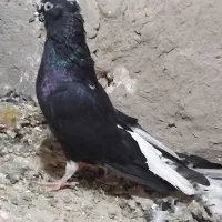 کفتر