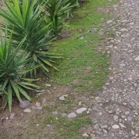 یوکا تنه درشت