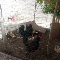 خروس