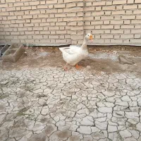 غازفروشی شادگان