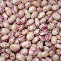 لوبیا چیتی درجه ۱