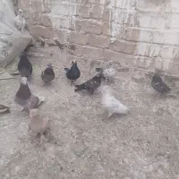 کفتر