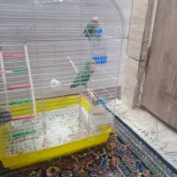 طوطی برزیلی تخم گذار
