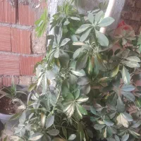 گل شفت لورا
