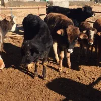 15راس گوساله کردی جنس درجه یک