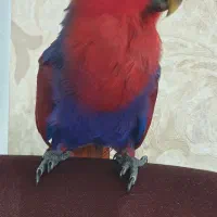 جوجه اکلکتوس ماده ویسماری