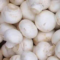 خرید قارچ تازه مستقیم از تولیدی بدون واسطه