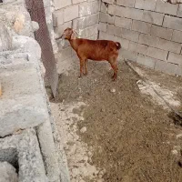 تیه بز