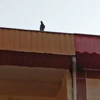 دوعدد کفتر
