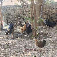 مرغ محلی تخم گذار و جوجه محلی