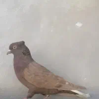 کلاغ قهوه ای