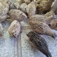 بلدرچین دوماهه