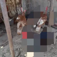 ۲عدد بوقلمون خروس فروشی