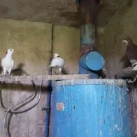 فروش تعدادی کبوتر