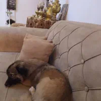 سگ اشپیتز ماده