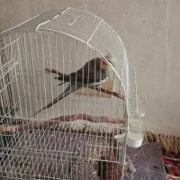 عروس نروماده