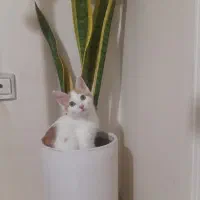 بچه گربه خونگی