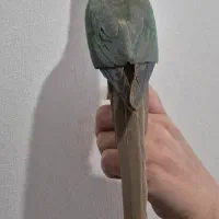طوطی گرینچیک