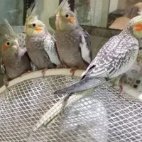 عروس هلندی ۴ ماهه رام رام