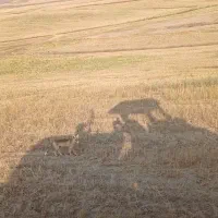 گیاه وعلف خرمن کوب شده فوروش فوری