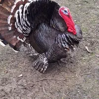 فروش بوقلمون غاز جوجه غاز. جوجه بوقلمون.