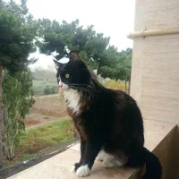 واگذاری گربه پرشین