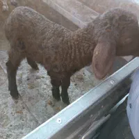 بره شیری نر