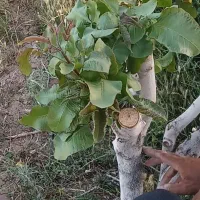 پیوند و ترکه انواع پسته