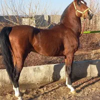 سیلمی طوفان جهت کشش
